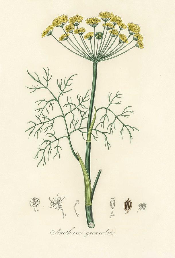 Dill Anethum Graveolens Illustration From Medical Botany 1836 By John Stephenson And James Morss Painting