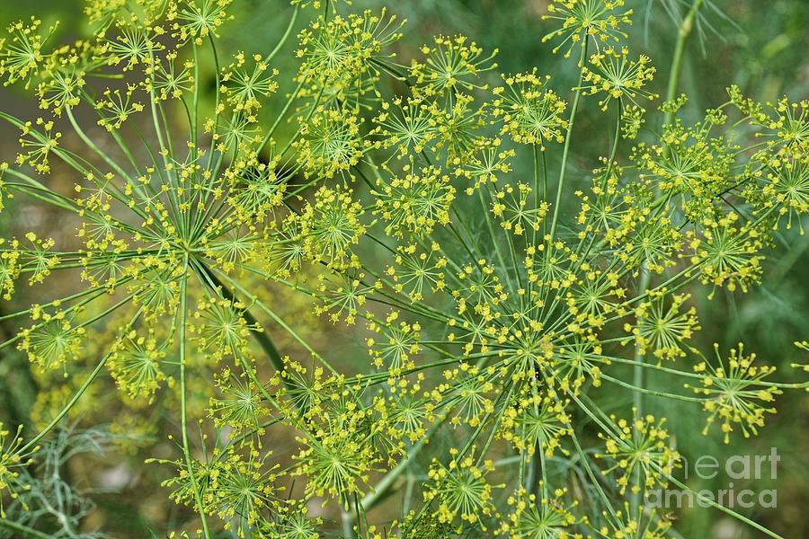 Nature Photograph - Dill (anethum Graveolens) In Blossom by Dr. Nick Kurzenko/science Photo Library Nature Photograph - Dill (anethum Graveolens) In Blossom by Dr. Nick Kurzenko/science Photo Library