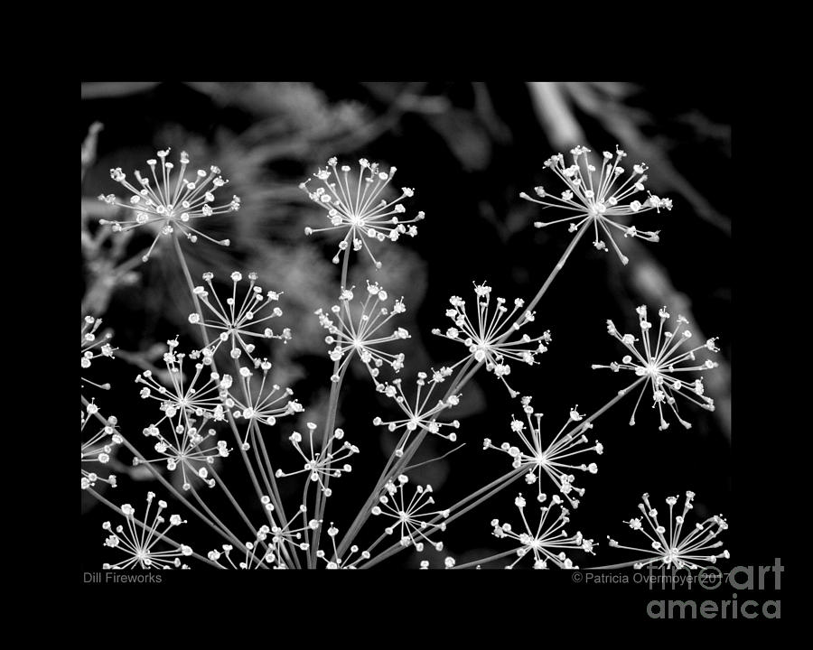 Dill Fireworks Photograph by Patricia Overmoyer