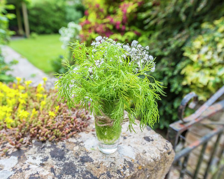 Dill In A Glass Of Water On A Stone Wall In A Garden Photograph by The Studio Collection