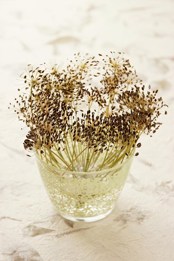 Dill Seeds In A Glass Of Water Photograph by Petr Gross