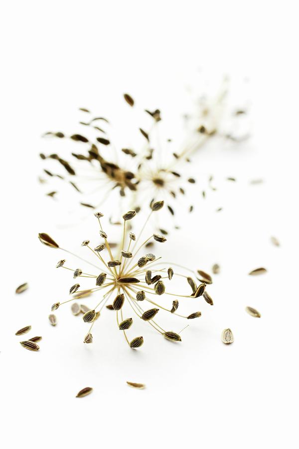 Dill Seeds Photograph by Petr Gross
