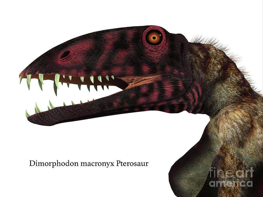 Dimorphodon Reptile Head With Font Digital Art