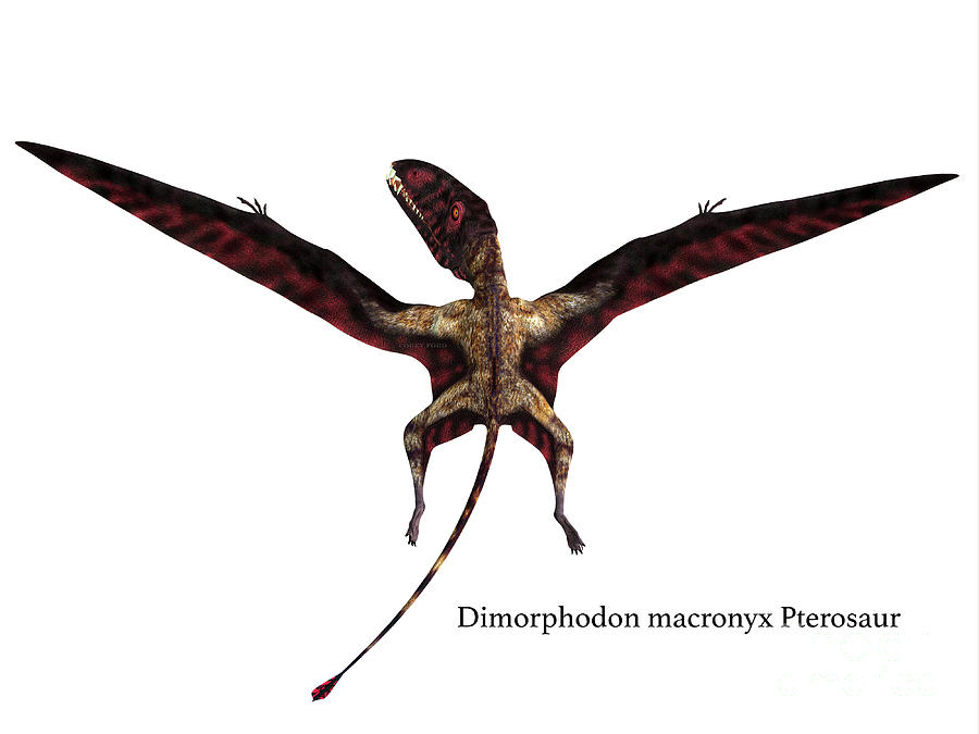 Dimorphodon Reptile Tail With Font Digital Art