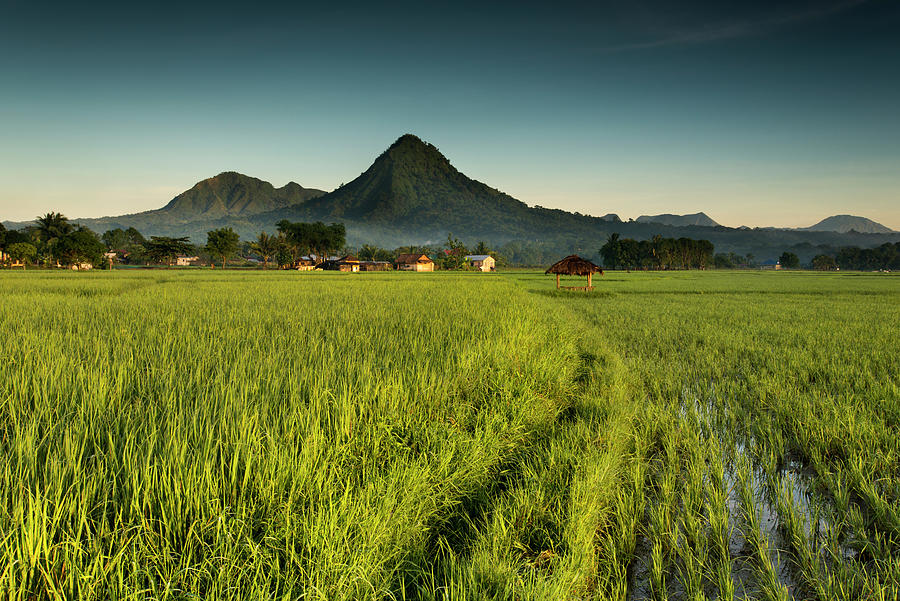 Rice Field Photograph - Dinalupihan by Michael De Guzman