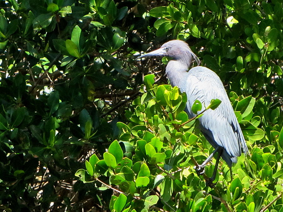 Ding Darlings Little Blue Heron  Photograph by Christopher Mercer