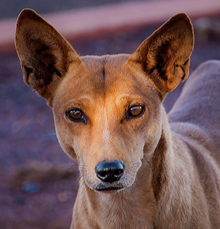 Dingo Photograph - Dingo by Mark Vegera Dingo Photograph - Dingo by Mark Vegera