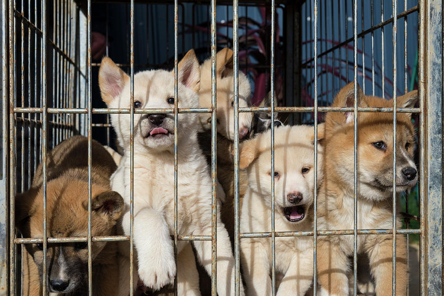 Wildlife Photograph - Dingo Puppies In A Transport Cage. Captive At Dingo by Doug Gimesy / Naturepl.com