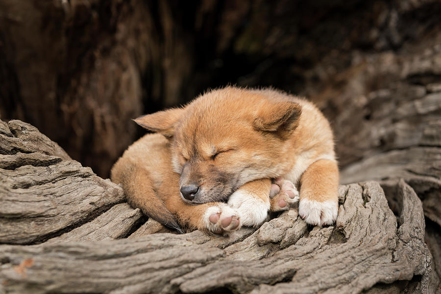 Wildlife Photograph - Dingo Puppy, Asleep On An Old Tree Trunk. Captive, Dingo by Doug Gimesy / Naturepl.com