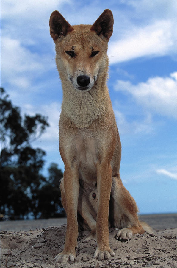 Dingo Sitting Canis Familiaris Dingo Photograph By Nhpa Pixels