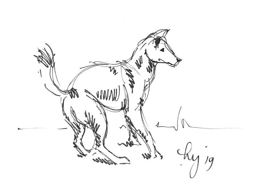 Dingo wild Australian dog drawing Drawing by Mike Jory