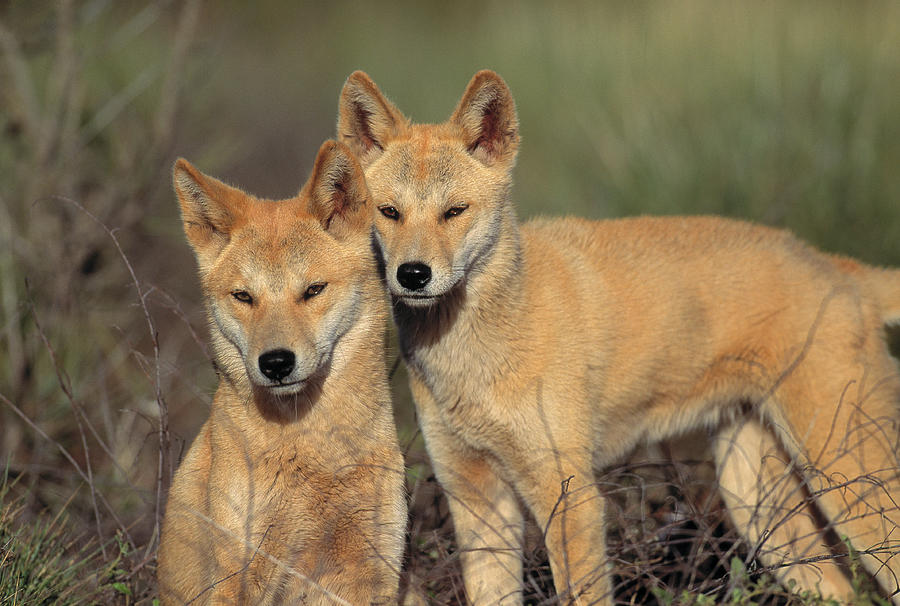 Dingos Canis Familiaris Dingo Central Photograph by Nhpa