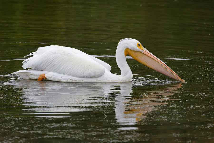 Dinner at the Lake -- American White Pelican in Oso Flaco Lake, California Photograph by Darin Volpe