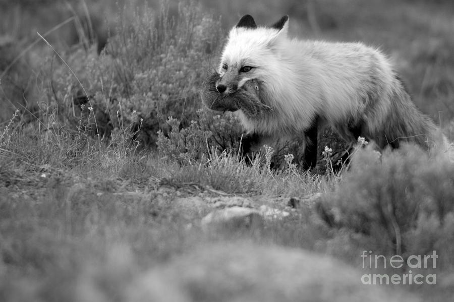 Dinner For The Red Fox Black And White Photograph by Adam Jewell