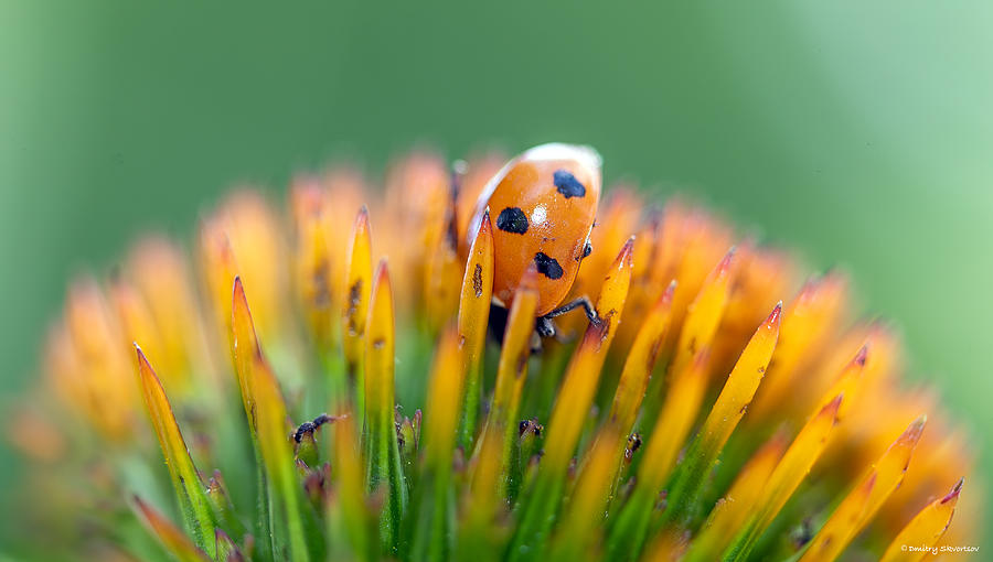 Macro Photograph - Dinner Is So Close, But The Ass Won\t Let Me))) by Dmitry Skvortsov
