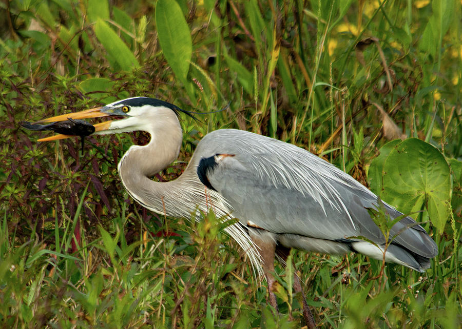 Dinner Time for a Heron Photograph by Margaret Zabor