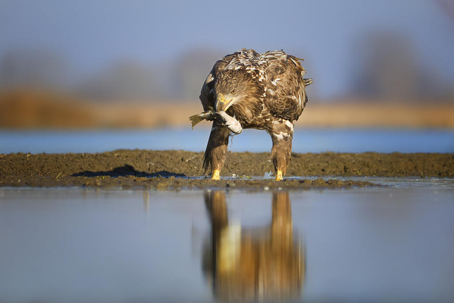 Eagle Photograph - Dinner Time by Phillip Chang