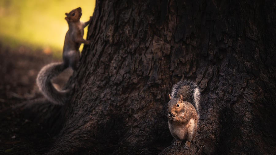 Squirrel Photograph - Dinner Time! by Shutterlore