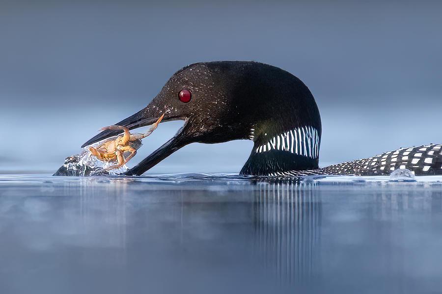 Wildlife Photograph - Dinner Time by Tony Xu