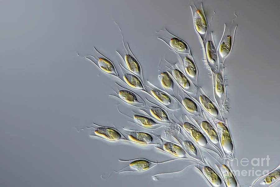 Dinobryon Sp. Algae Photograph by Frank Fox/science Photo Library