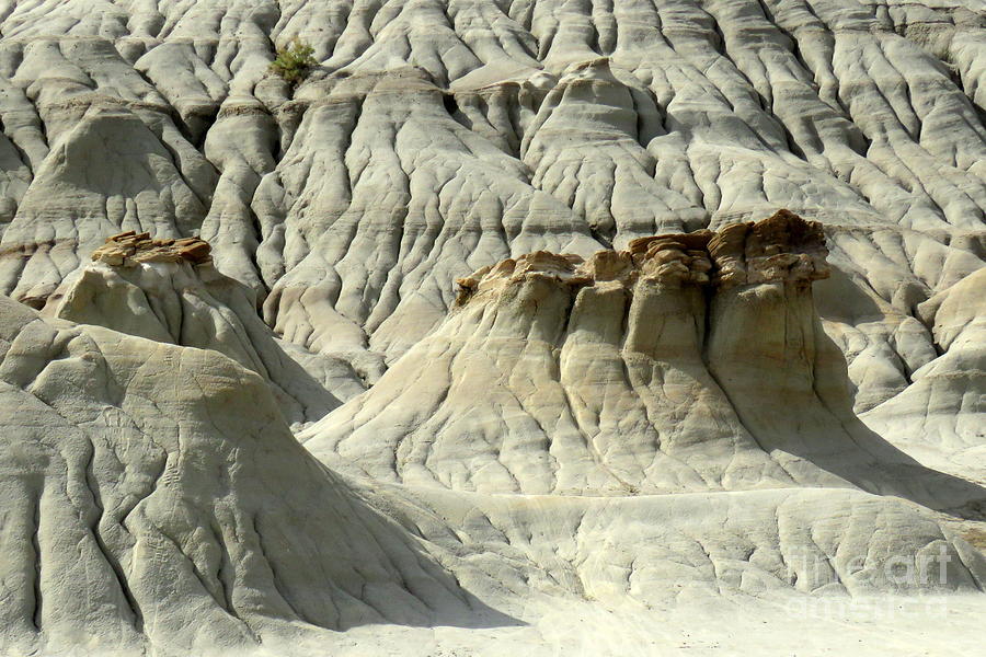 badlands dinosaur dig