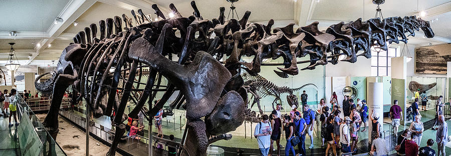 Dinosaur Fossil At Museum, Nyc Digital Art by Antonino Bartuccio