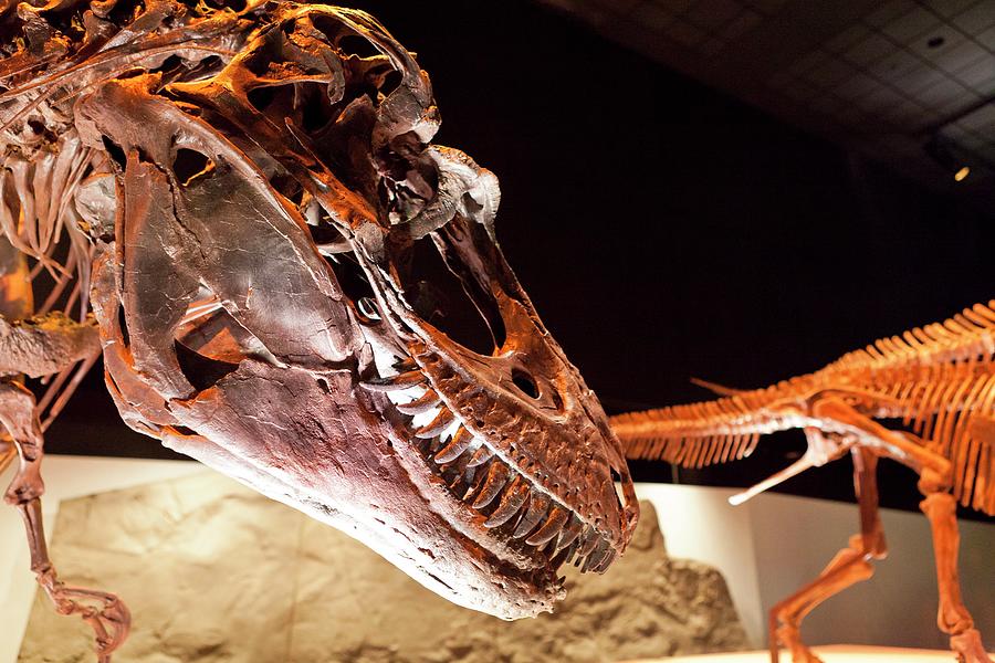 Dinosaur Fossil In Museum Digital Art by Kav Dadfar
