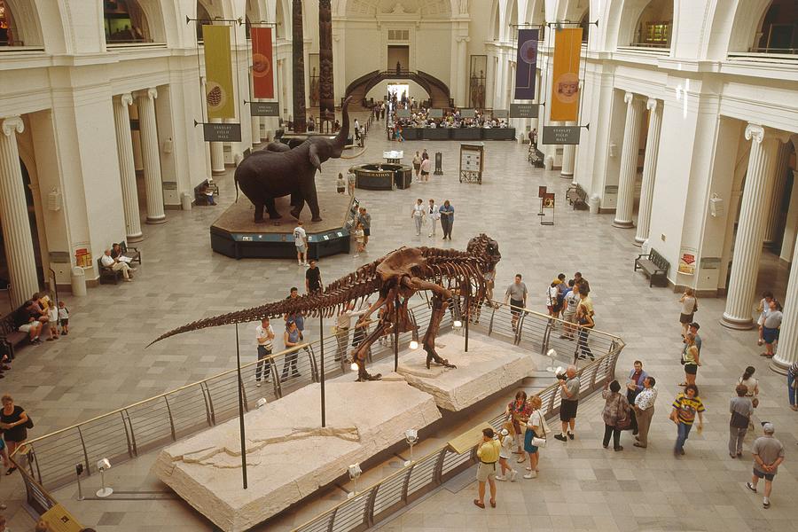 Dinosaur Fossils In Museum Digital Art by Udo Bernhart