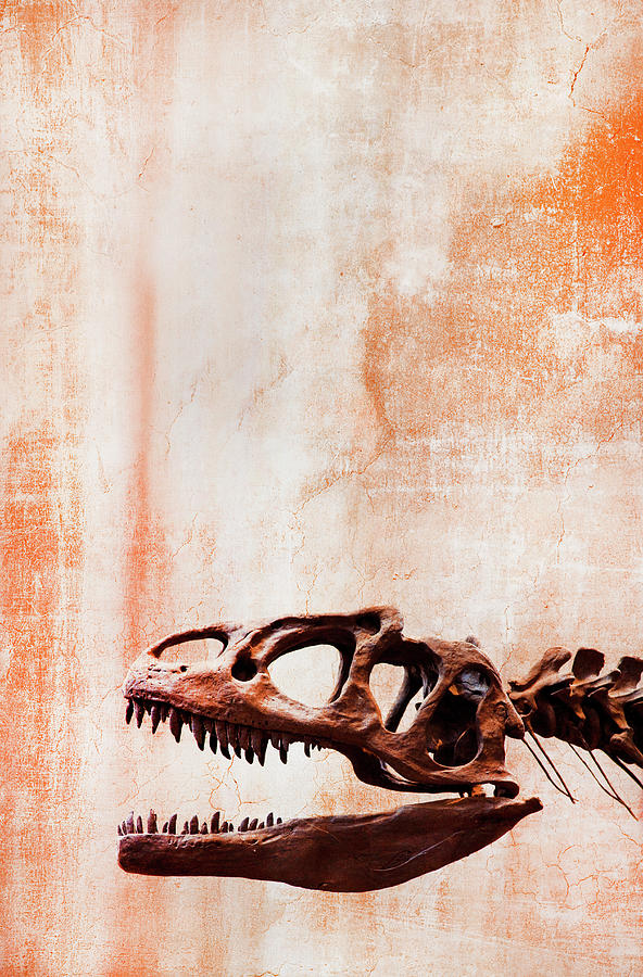 Dinosaur Skeleton On A Textured Photograph by Grant Faint