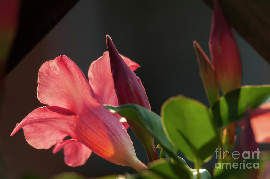 Bloom Photograph - Dipladenia from behind by Leonardo Fanini Bloom Photograph - Dipladenia from behind by Leonardo Fanini