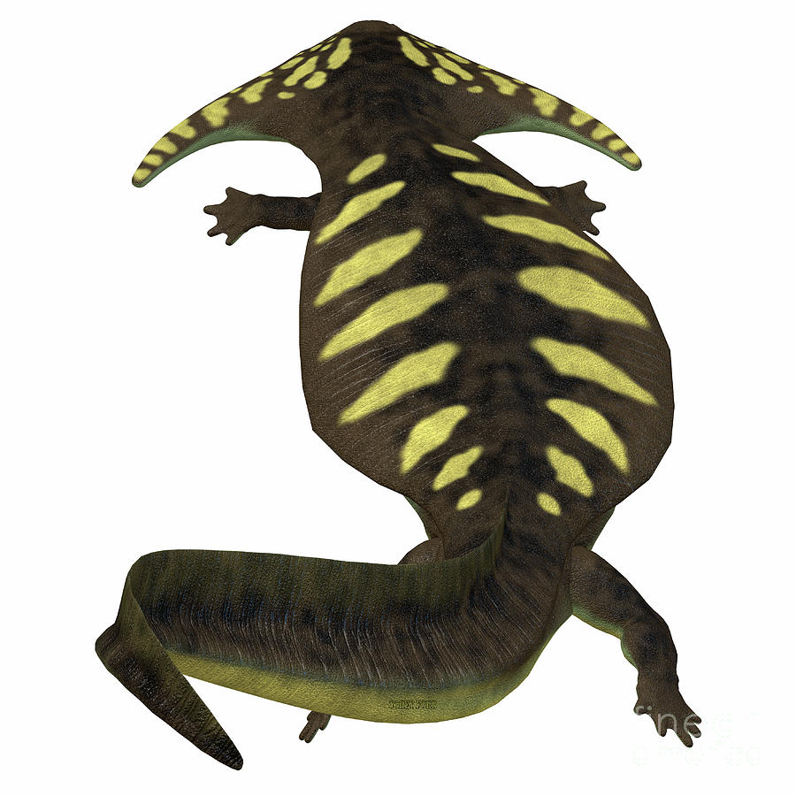 Diplocaulus - sticker