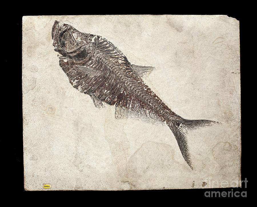 fish fossil drawing