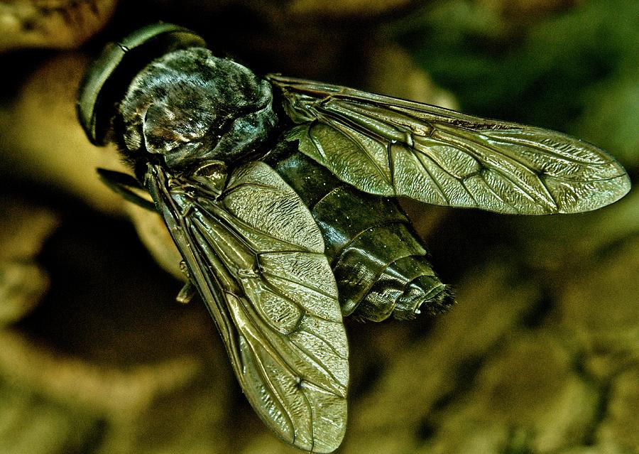 Diptera Species Unknown Photograph by Douglas Barnett