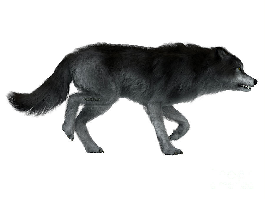 dire-wolf-side-profile-corey-ford.jpg