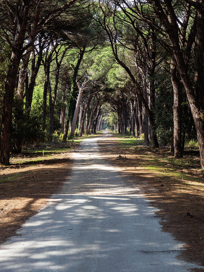 Dirt pathway in a Mediterranean pine forest by Giovanni Bertagna Dirt pathway in a Mediterranean pine forest by Giovanni Bertagna
