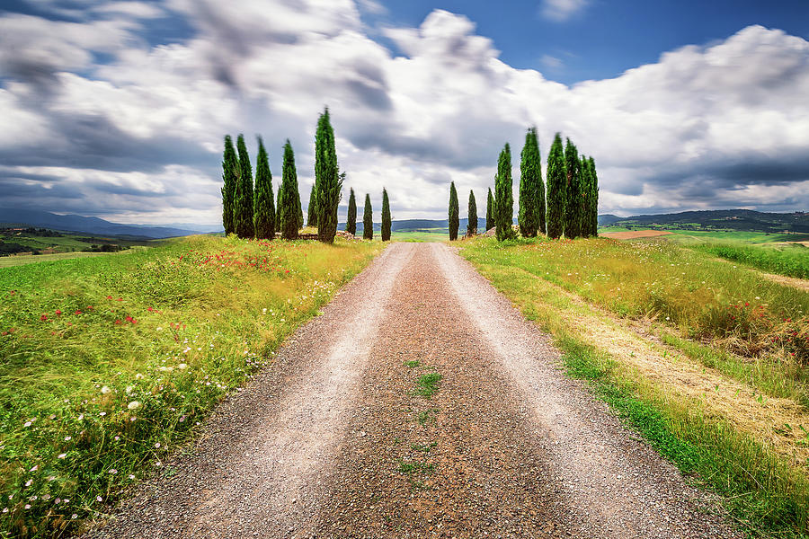 Cypress Trees Photograph - Heavens gate by Andrei Dima Cypress Trees Photograph - Heavens gate by Andrei Dima
