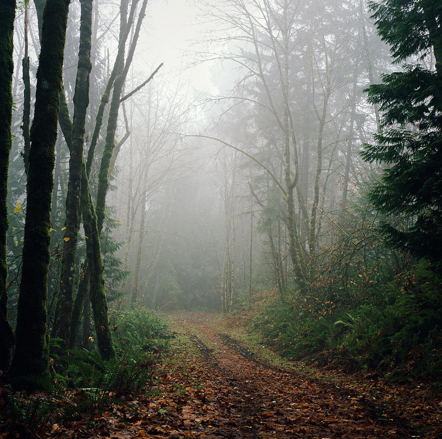 Dirt Road Leading Through Foggy Forest Photograph by Danielle D. Hughson