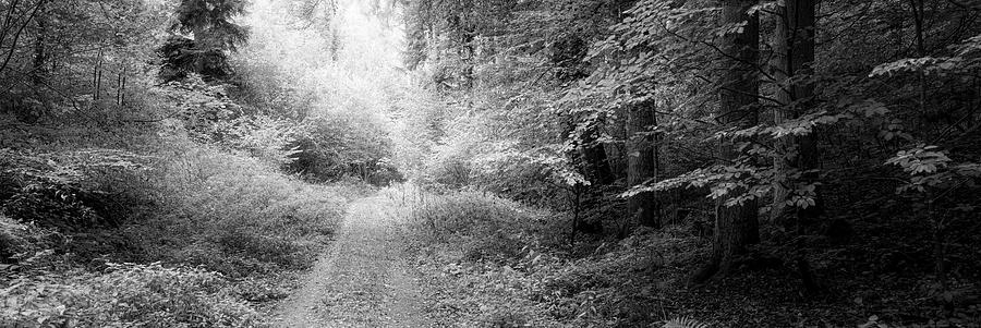 Dirt Road Passing Through Forest Photograph by Panoramic Images