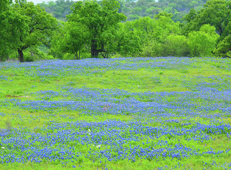 Dirt Road Texas Hill Country Lined Photograph by Sylvia Gulin - Pixels