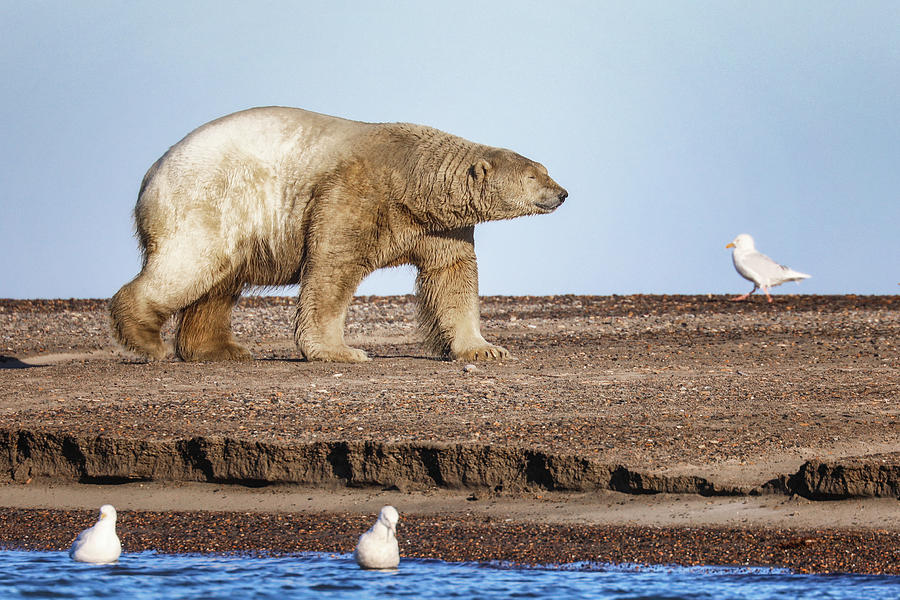 Dirty Polar Bear Photograph by Juli Ellen