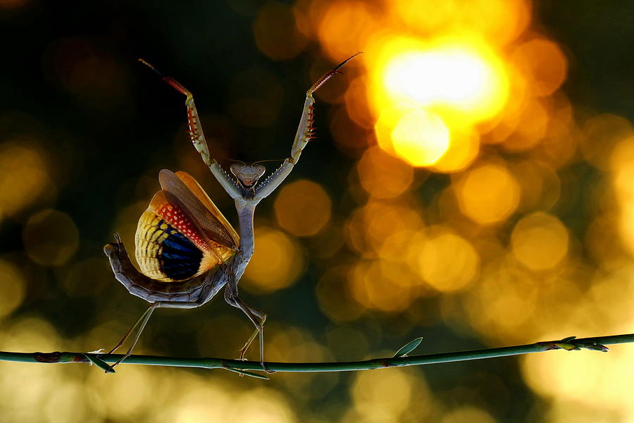 Nature Photograph - Disco Lights by Hasan Baglar