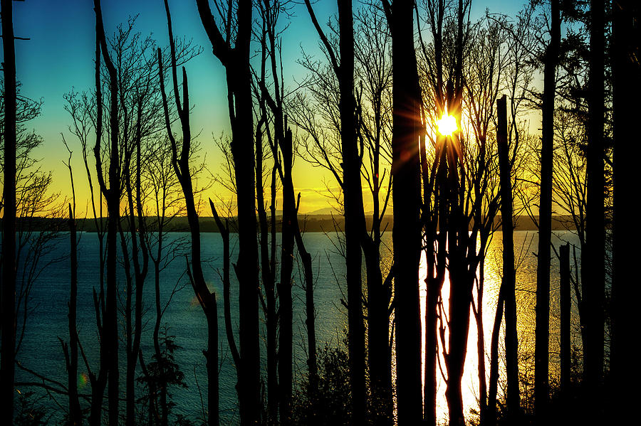 Discovery Park Trees Sunset Photograph