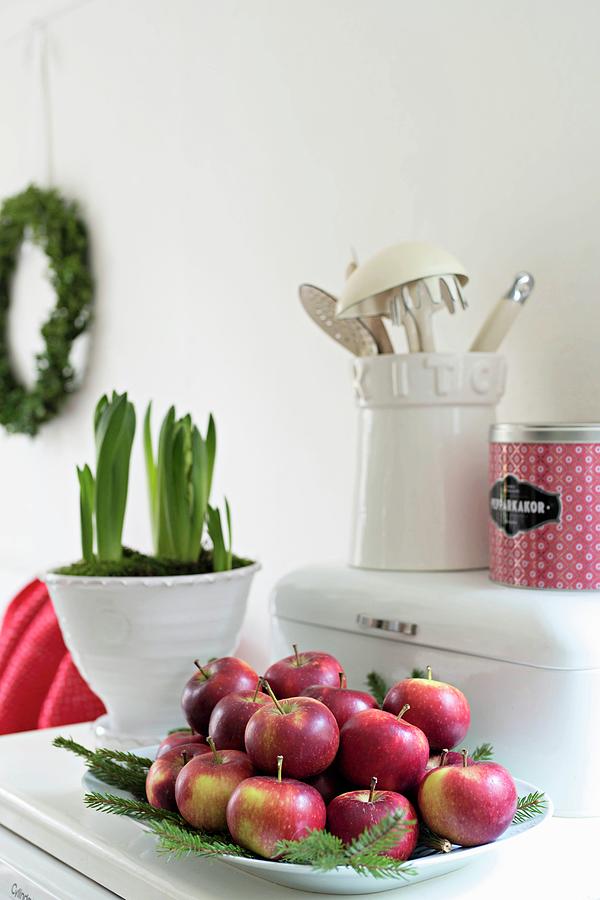 Dish Of Red Apples And Fir Branches Next To Hyacinths In White Pot Photograph by Cecilia Mller