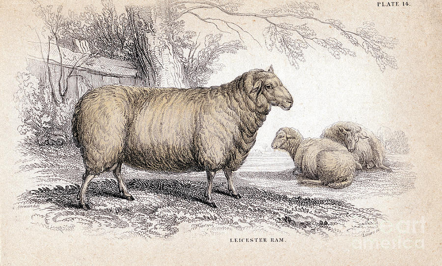Dishley New Leicester Ram, C1840 Drawing by Print Collector