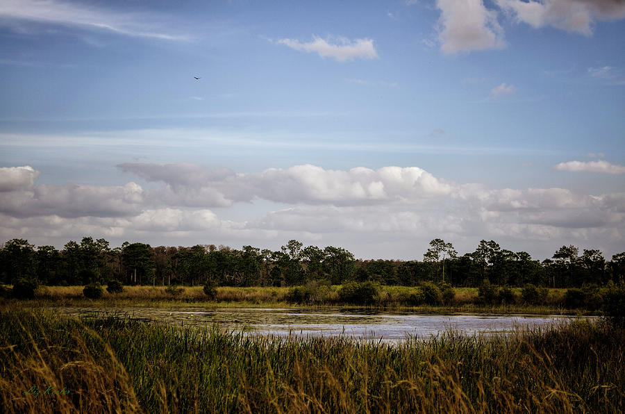 Disney Wilderness Preserve by Liz Keeler Disney Wilderness Preserve by Liz Keeler