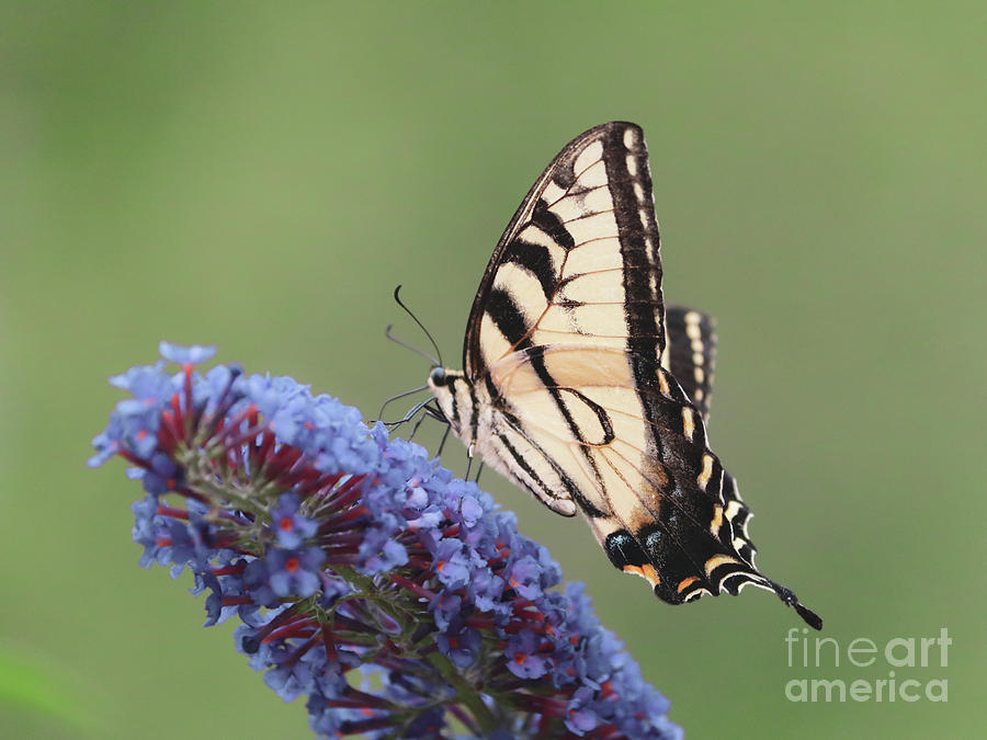Butterfly Photograph - Display of beauty by Claudia M Photography
