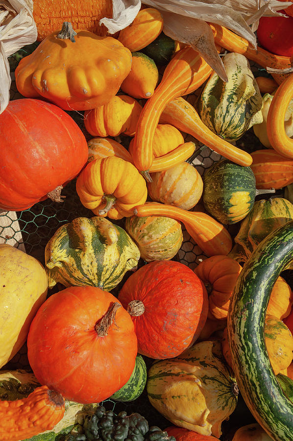 Display Of Colorful Ornamental Gourds And Pumpkins 1 Photograph by Jenny Rainbow