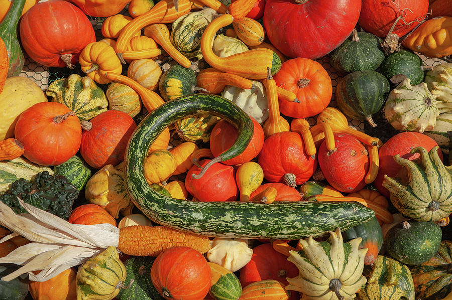 Display of Colorful Ornamental Gourds and Pumpkins Photograph by Jenny Rainbow