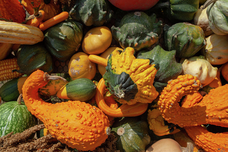 Display Of Colorful Squash And Gourds Photograph