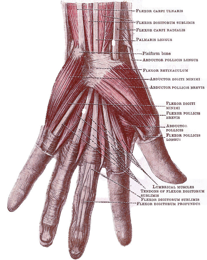 Dissection of the hand Photograph by Steve Estvanik